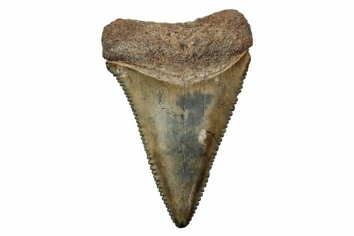 Fossil Great White Shark Tooth - North Carolina #243203